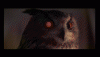 owl.gif